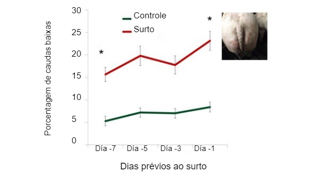 Figura 1. Porcentagem de caudas baixas nos dias anteriores ao surto.
